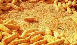 速食玉米爆料视频播放下载,揭秘播放下载背后的秘密