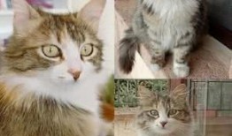 小猫咪闯天下爆料视频,萌宠探险记