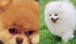 博美爆料新闻视频播放在线观看,新闻视频在线观看，揭秘幕后真相