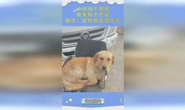 狗子与我视频爆料,揭秘宠物界的真实生活