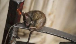 老鼠爆料原神视频大全,老鼠爆料视频大盘点