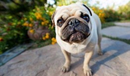 巴哥爆料角色视频大全,角色视频大全精彩瞬间大盘点