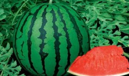 吃瓜免费sp,带你领略轻松娱乐新体验