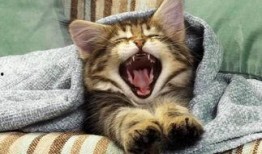 小猫咪闯天下爆料视频,萌宠探险记