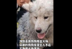新闻爆料狗,揭秘娱乐圈幕后真相