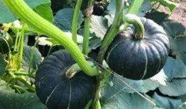 西昌吃瓜事件网红是谁呀,揭秘网红背后的真相