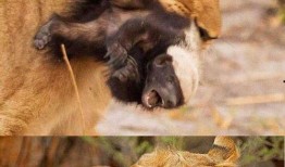 动物世界大爆料视频下载,大爆料视频背后的惊人真相