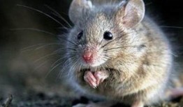 老鼠爆料原神视频大全,老鼠爆料视频大盘点