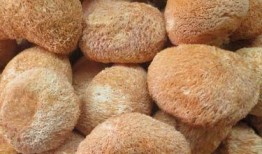 灵芝种植套路爆料视频,视频爆料揭示行业黑幕