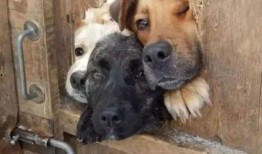 狗子与我视频爆料,揭秘宠物界的真实生活