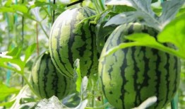 吃瓜免费sp,带你领略轻松娱乐新体验