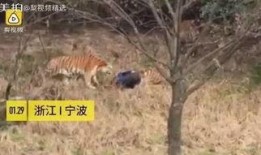 王庄爆料二虎视频大全,二虎视频大全精彩瞬间大盘点