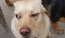 狗子与我视频爆料,揭秘宠物界的真实生活