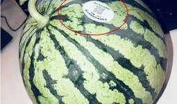 吃瓜网红圈,幕后故事与热门话题大盘点