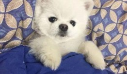 博美爆料新闻视频播放在线观看,新闻视频在线观看，揭秘幕后真相