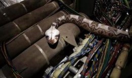 航班蛇患全集在线观看,惊悚空中逃生记